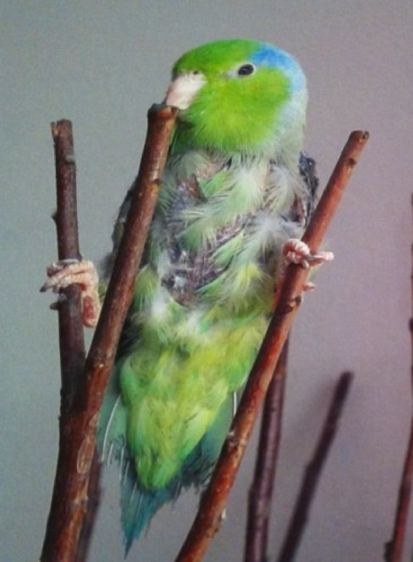 Before photo of bird without feathers