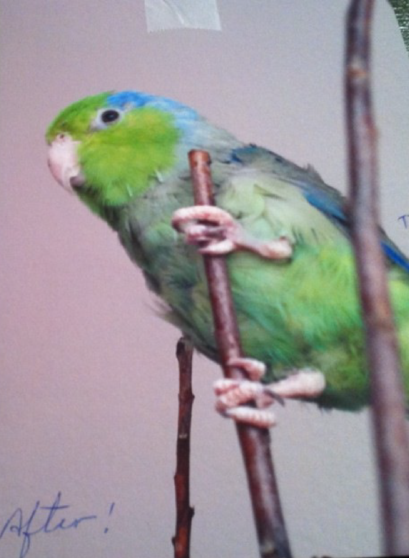 After photo of bird with all feathers